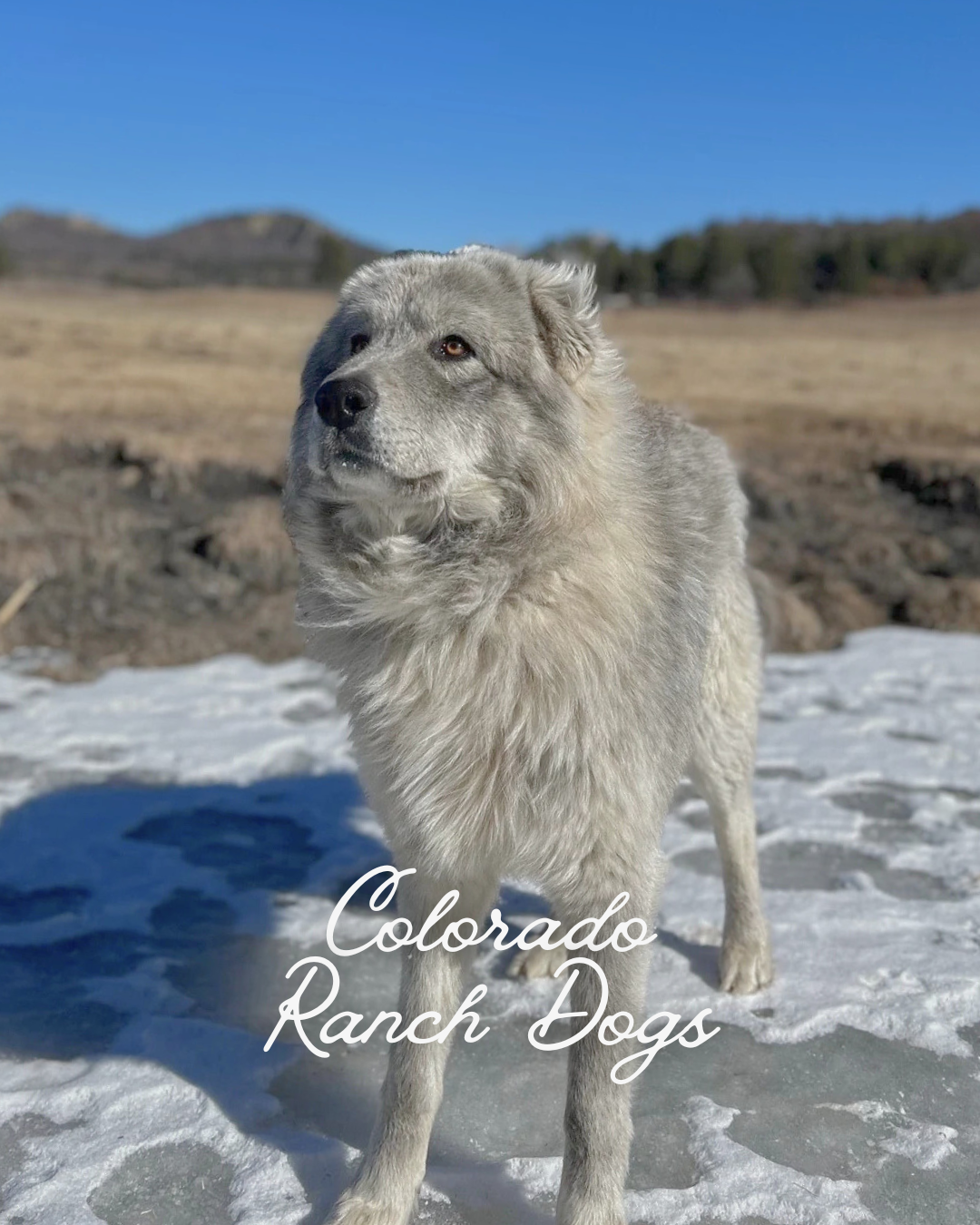 White Ranch Dogs Types Our Story – 84 Ranch