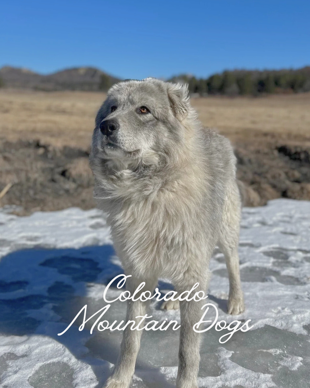 Colorado Mountain Dogs