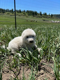 Colorado Mountain Dog Deposit