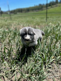 Colorado Mountain Dog Deposit