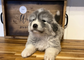 Colorado Mountain Dog Deposit